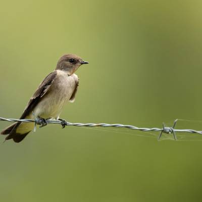 Southern rough-winged swallow