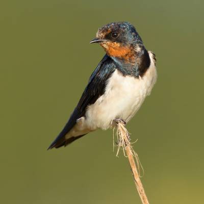 Barn swallow