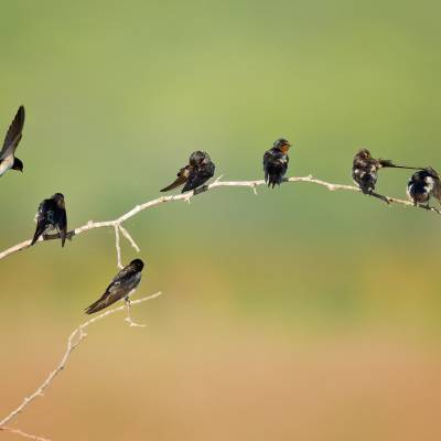 Pacific swallow