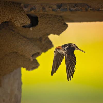 Streak-throated swallow