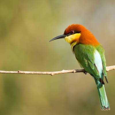 Chestnut-headed bee-eater