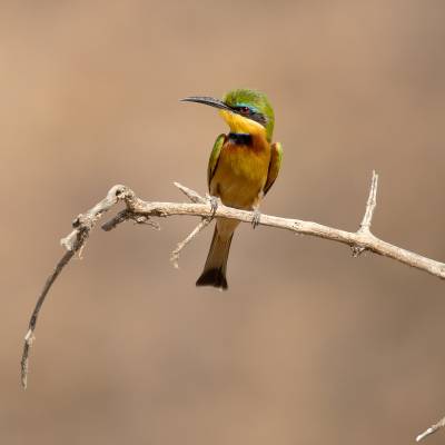 Little bee-eater