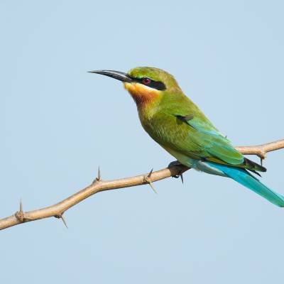 Blue-tailed bee-eater