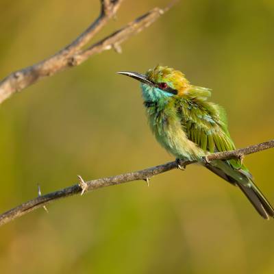 Asian green bee-eater