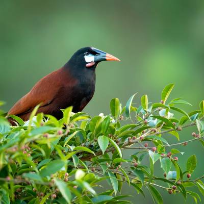 Montezuma oropendola