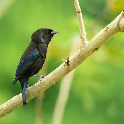 Bronzed cowbird