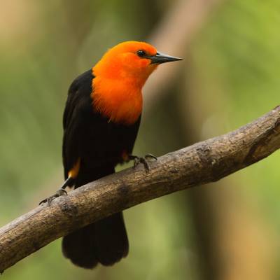 Scarlet-headed blackbird