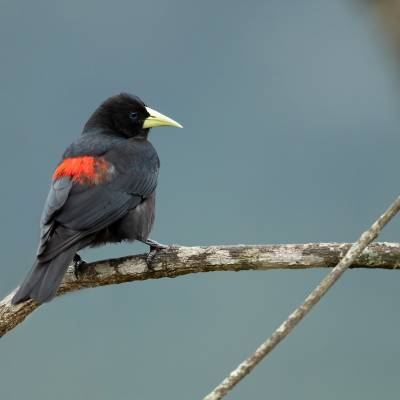 Red-rumped cacique