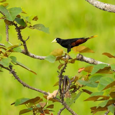 Crested oropendola