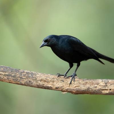 Tawny-shouldered blackbird