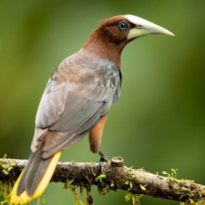 Chestnut-headed oropendola