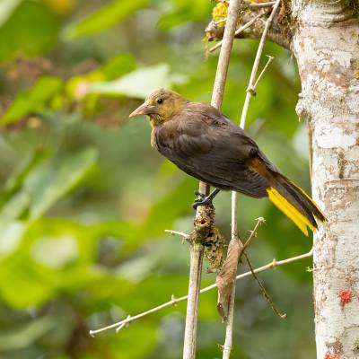 Russet-backed oropendola