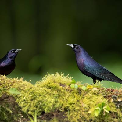 Shiny cowbird