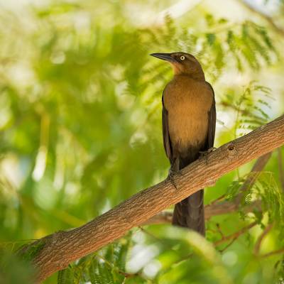 Great-tailed grackle