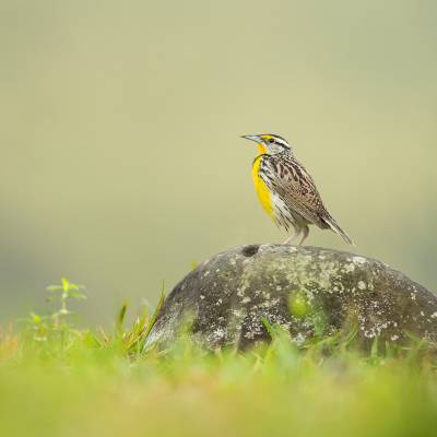 Eastern meadowlark