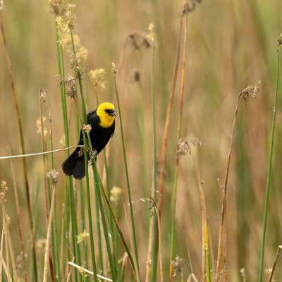 Yellow-hooded blackbird