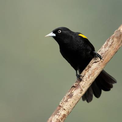 Yellow-rumped cacique