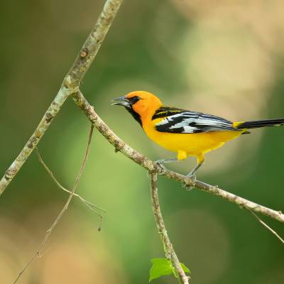 Streak-backed oriole