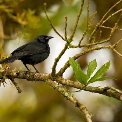 Melodious blackbird