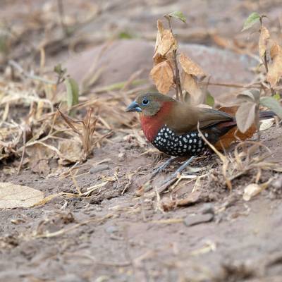 Red-throated twinspot