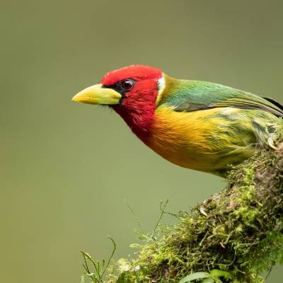 Red-headed barbet