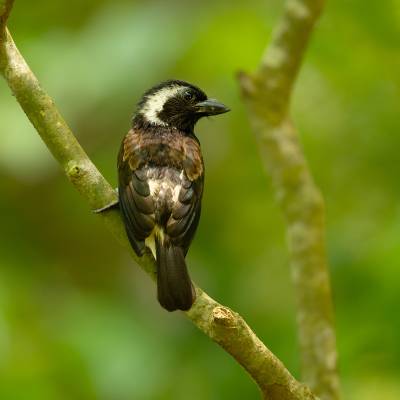 White-eared barbet