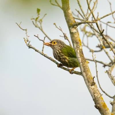 Lineated barbet