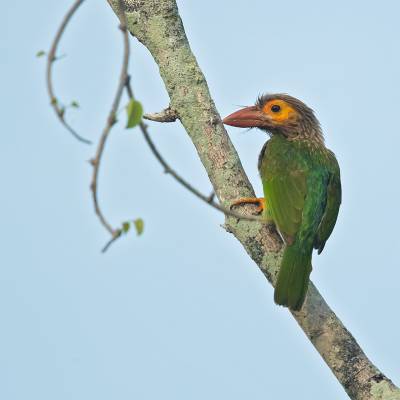 Brown-headed barbet