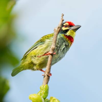 Crimson-fronted barbet