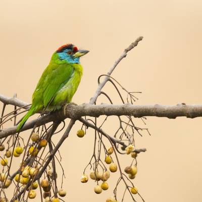 Blue-throated barbet