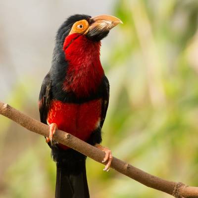 Bearded barbet