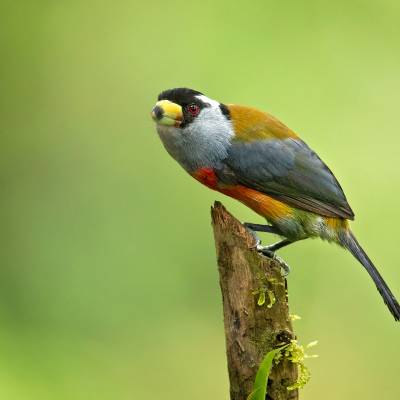 Toucan barbet