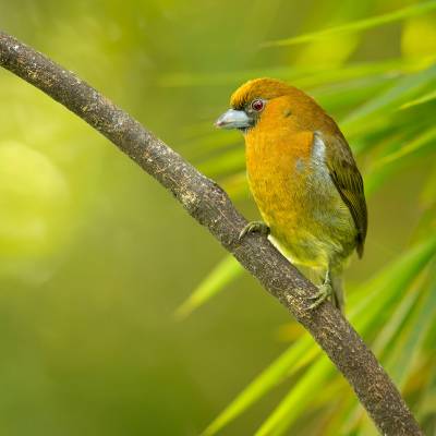 Prong-billed barbet