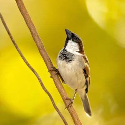 House sparrow