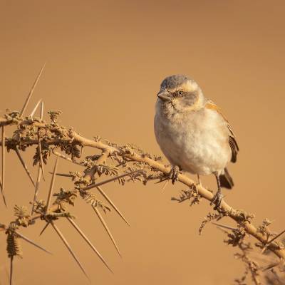 Kenya sparrow