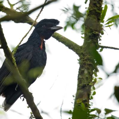 Bare-necked umbrellabird