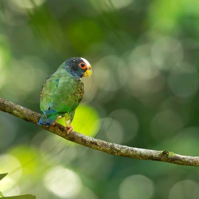 White-crowned parrot