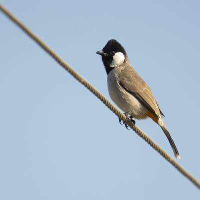 White-eared bulbul