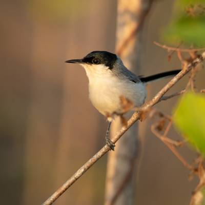 White-lored gnatcatcher