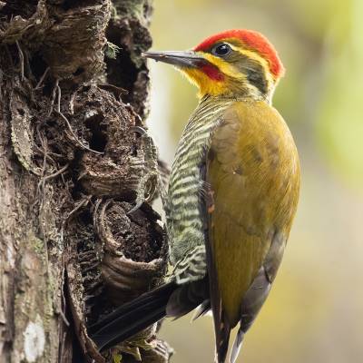 Golden-green woodpecker