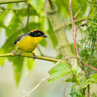 Yellow-breasted brushfinch