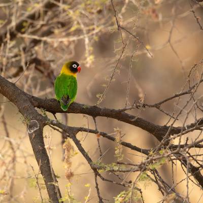 Yellow-collared lovebird