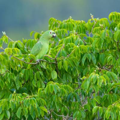 Yellow-crowned amazon