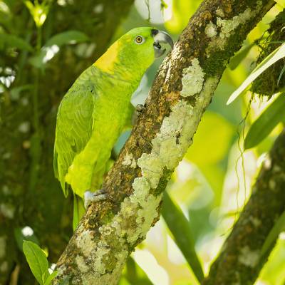 Yellow-naped amazon