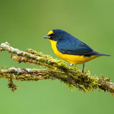 Yellow-throated euphonia