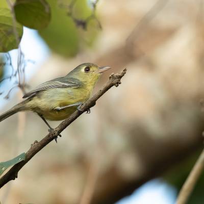 Cuban vireo