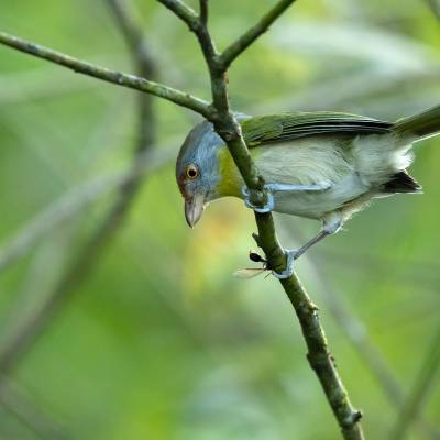 Rufous-browed peppershrike