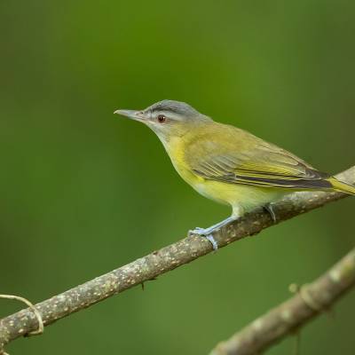 Yellow-green vireo