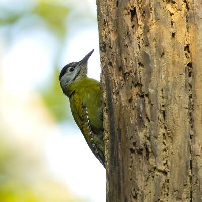 Grey-headed woodpecker