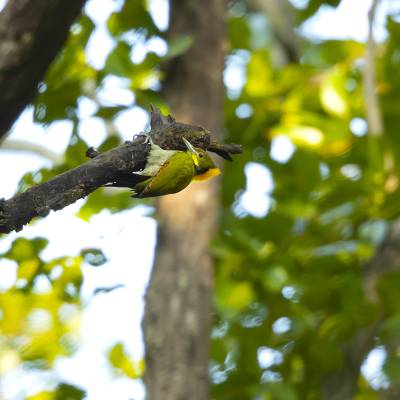 Greater yellownape